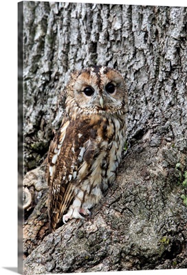 Tawny owl, captive, camouflaged on tree, United Kingdom, Europe