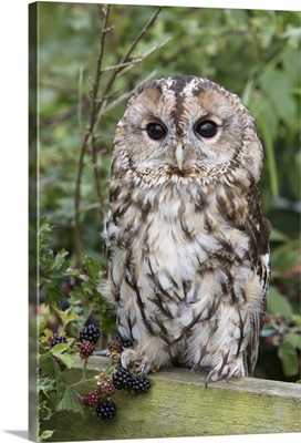Tawny owl, captive, United Kingdom, Europe