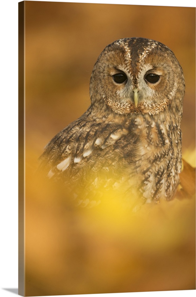 Tawny owl (Strix aluco), among autumn foliage, United Kingdom, Europe