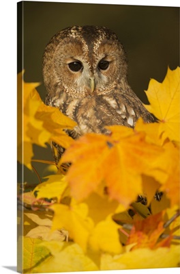 Tawny owlamong autumn foliage