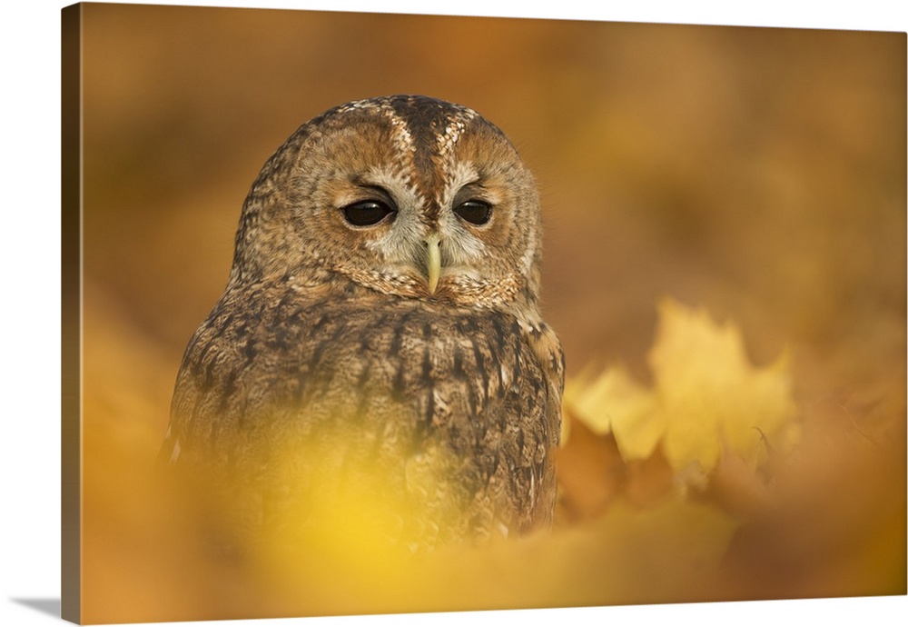 Tawny owl (Strix aluco), among autumn foliage, United Kingdom, Europe