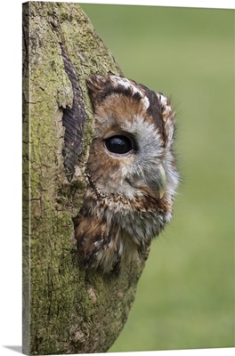 Tawny owlcaptive, Cumbria, England