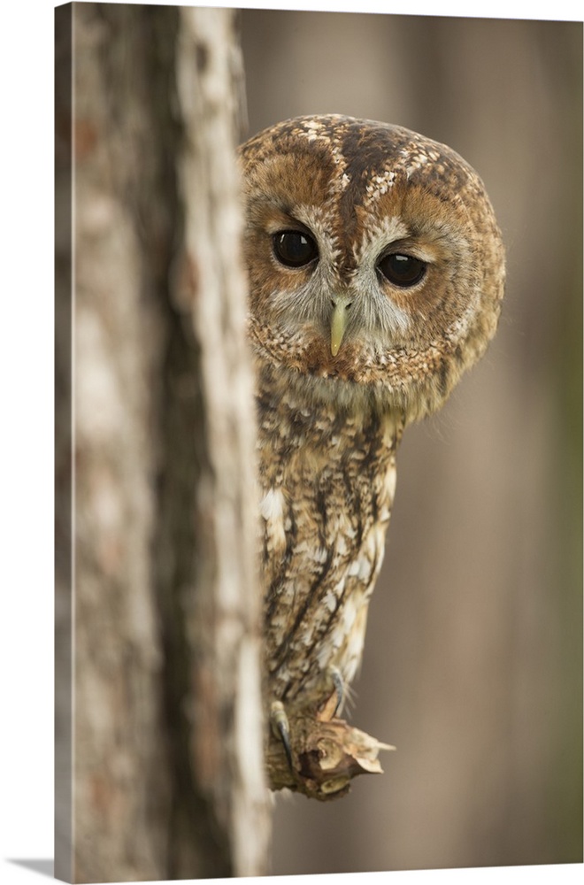 Tawny owl (Strix aluco), peering from behind a pine tree, United Kingdom, Europe