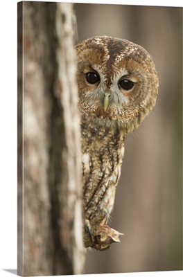 Tawny owlpeering from behind a pine tree