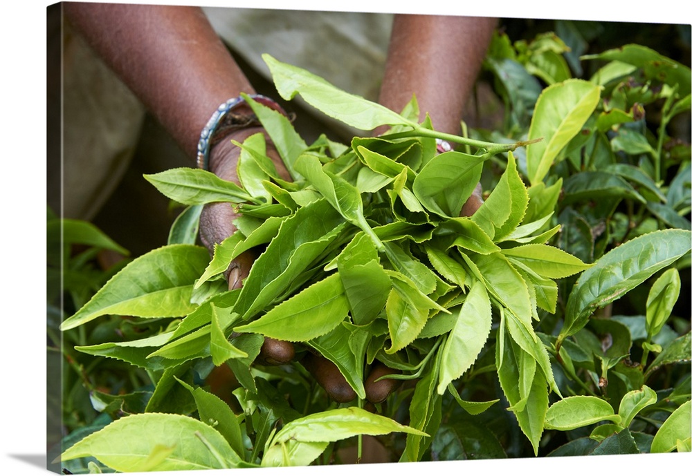 Tea, tea plantations, Munnar, Kerala, India