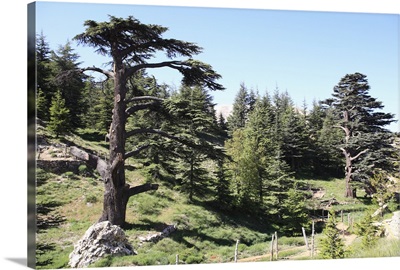 The Cedar Trees of Bcharre, Qadisha Valley, Lebanon, Middle East