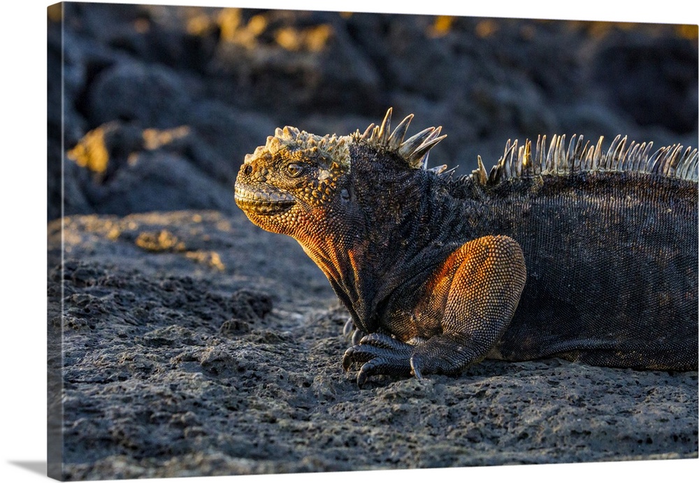 The endemic Galapagos marine iguana (Amblyrhynchus cristatus) in the Galapagos Island Archipelago, UNESCO World Heritage S...
