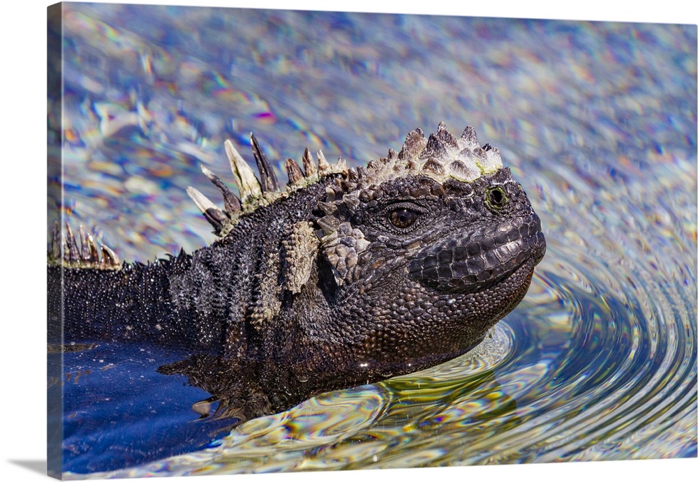 The endemic Galapagos marine iguana (Amblyrhynchus cristatus) swimming in the Galapagos Islands, UNESCO World Heritage Sit...