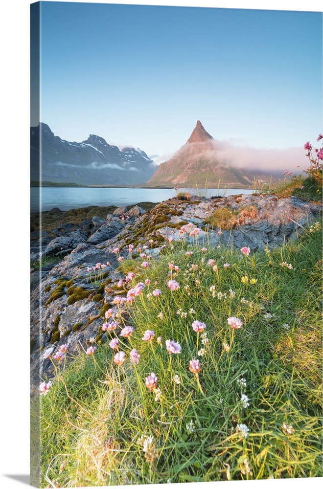 The midnight sun lights up flowers and the rocky peak of Volanstinden surrounded by sea, Fredvang, Moskenesoya, Lofoten Is...