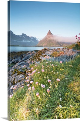 The midnight sun lights up flowers and the rocky peak of Volanstinden surrounded, Norway