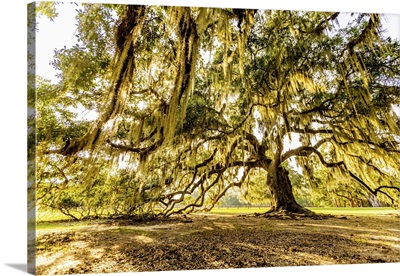 The Tree Of Life In Audubon Park, New Orleans, Louisiana, United States Of America