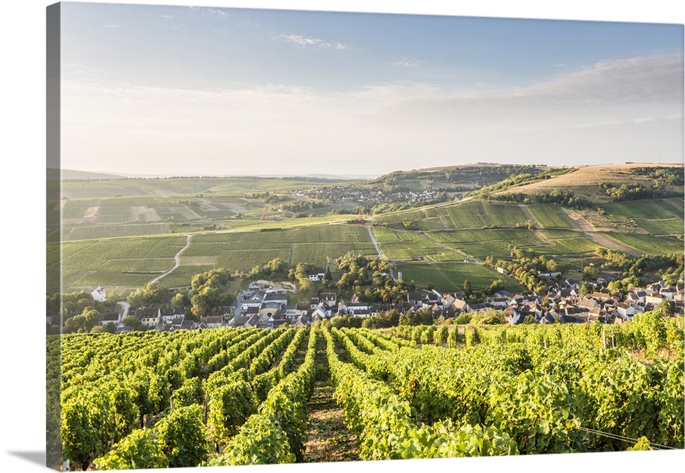 The vineyards of Sancerre above Chavignol, Cher, Centre, France, Europe