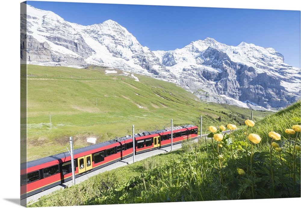 The Wengernalpbahn rack railway framed by flowers and snowy peaks, Wengen, Bernese Oberland, Canton of Bern, Switzerland, ...