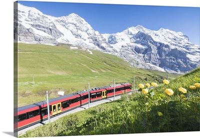The Wengernalpbahn rack railway framed by flowers and snowy peaks