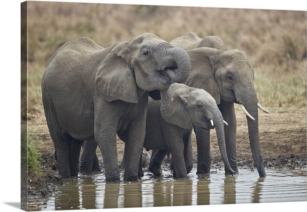Three African elephant drinking, Mikumi National Park, Tanzania