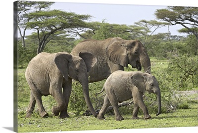 Three African elephant, Serengeti National Park, Tanzania