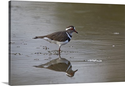 Three-banded plover, Selous Game Reserve, Tanzania