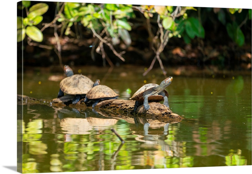 Three yellow-spotted river turtles (Podocnemis unifilis) on wooden branch on Lake Sandoval, Tambopata National Reserve nea...