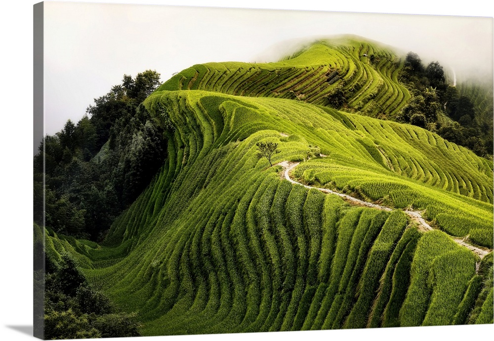 Top view of a path in the Longsheng rice terraces also known as Dragon's Backbone rice terraces, Guanxi, China, Asia