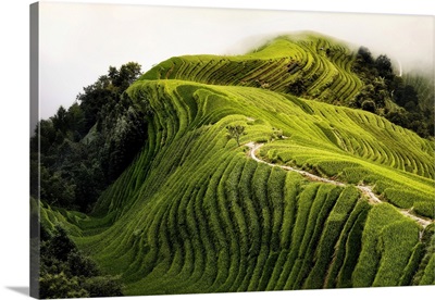 Top View Of A Path In The Longsheng Rice Terraces, Guanxi, China