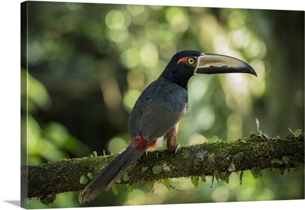 Toucan, Sarapiqui, Costa Rica, Central America