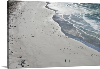 Tourists walking between a huge numbers of Long-tailed gentoo penguins Saunders Island
