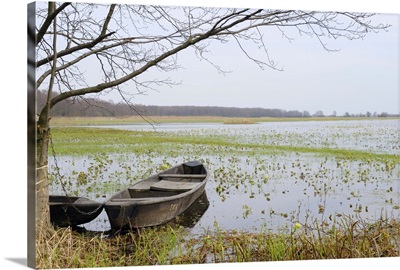 Traditional fishermen's punts beside flooded Narew marshes, Poland
