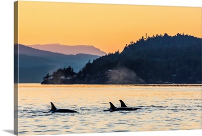 Transient killer whales surfacing at sunset, British Columbia, Canada