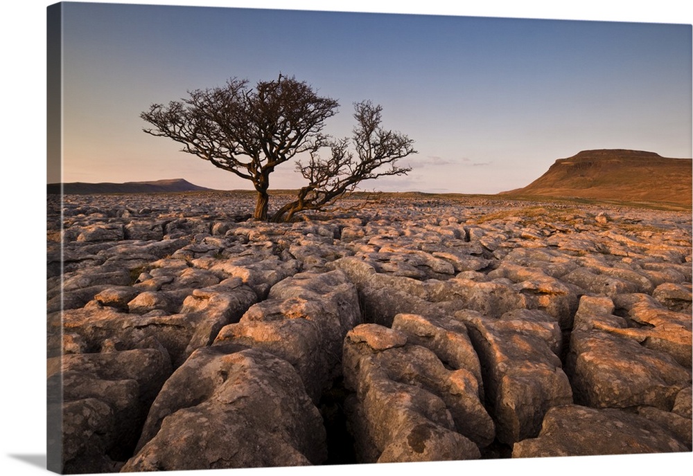Tree growing through limestone of White Scars, Yorkshire Dales National Park, England