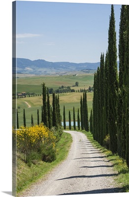 Tree lined driveway, Val d'Orcia, Tuscany, Italy