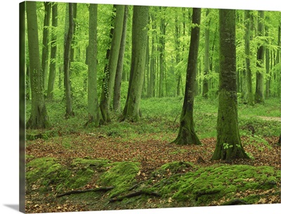 Tree trunks and moss in woodland in the Forest of Eu in Haute Normandie, France
