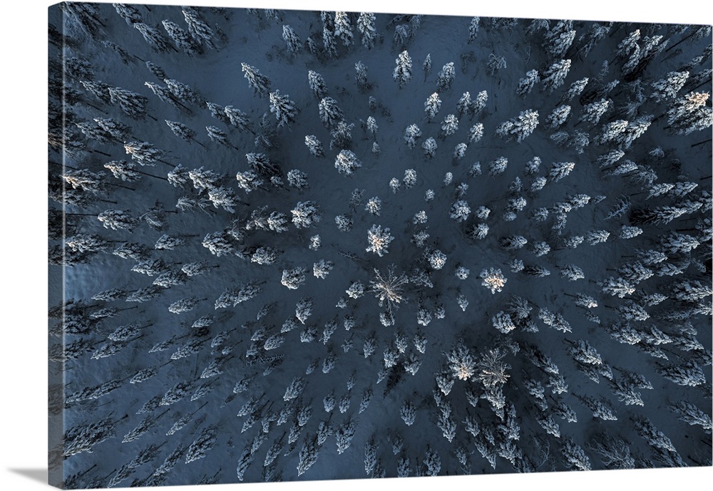 Trees covered with snow in the frozen forest from above, aerial view, Lapland, Finland, Europe