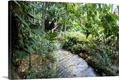 Tropical forest, Shaw Park, Ocho Rios, Jamaica, West Indies