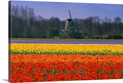 Tulip fields and windmill near Keukenhof, Holland (The Netherlands)