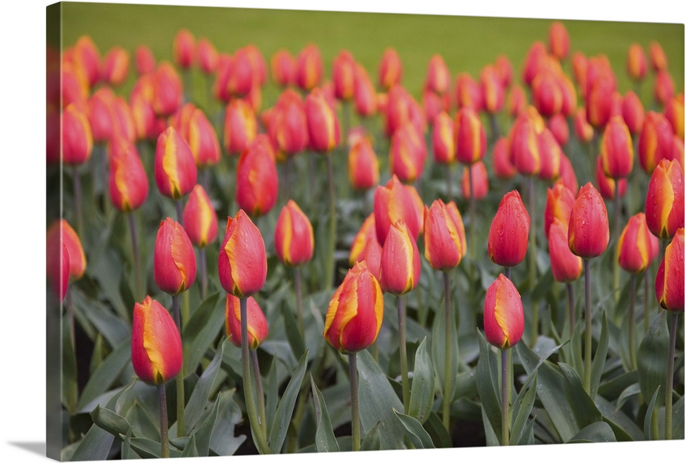 Tulips, Keukenhof, park and gardens near Amsterdam, Netherlands