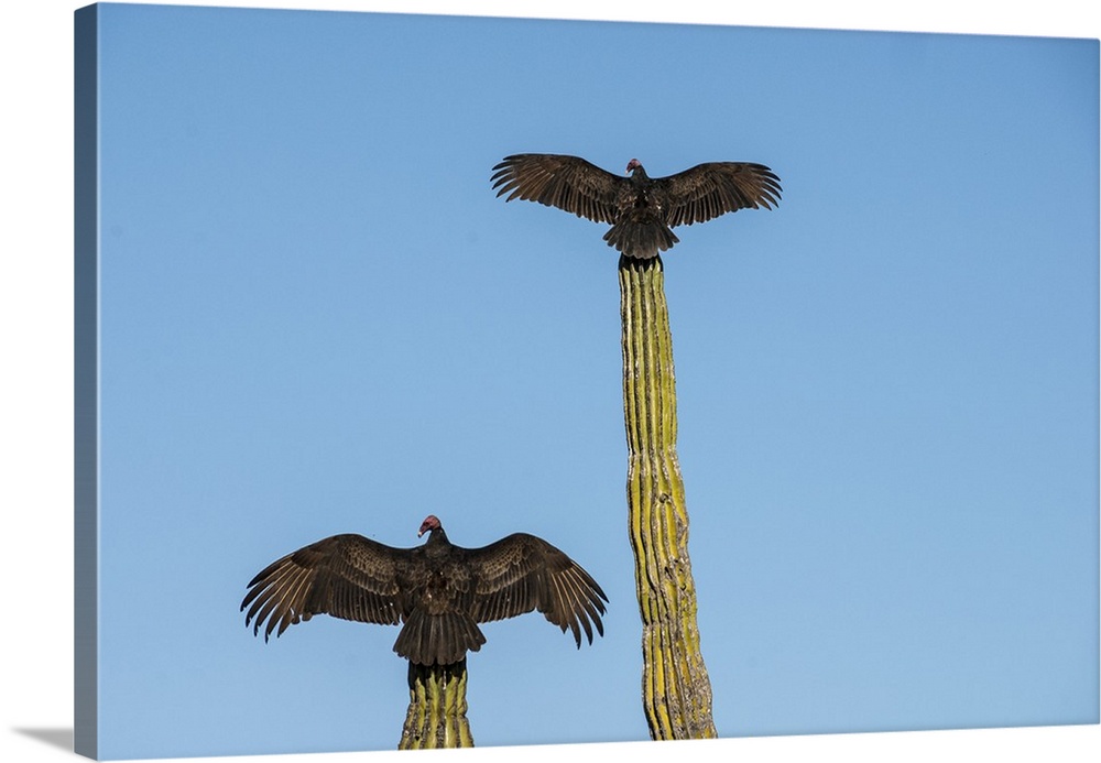 Turkey vultures on Cardon cacti, morning warm-up, San Ignacio, Baja California, Mexico, North America