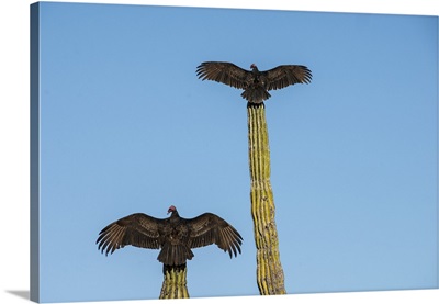 Turkey vultures on Cardon cacti, morning warm-up, San Ignacio, Baja California, Mexico