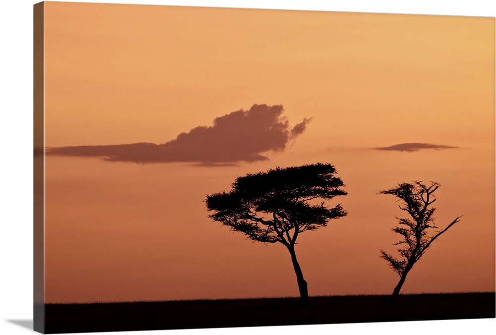 Two acacia trees at dawn, Serengeti National Park, UNESCO World Heritage Site, Tanzania, East Africa, Africa.