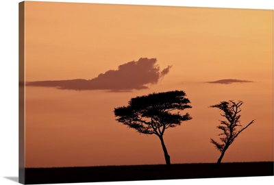 Two acacia trees at dawn, Serengeti National Park, Tanzania