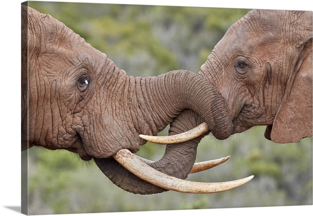 Two African Elephant (Loxodonta africana) greeting each other, Addo Elephant National Park, South Africa, Africa