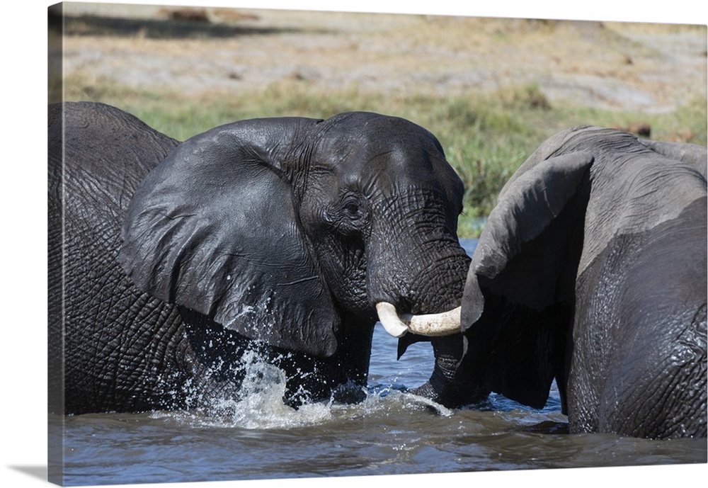 Two African elephants (Loxodonta africana) sparring in the river Khwai, Khwai Concession, Okavango Delta, Botswana, Africa