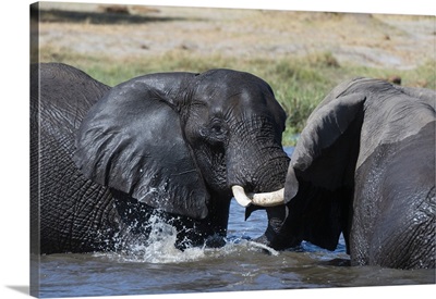 Two African elephants sparring in the river Khwai, Botswana, Africa