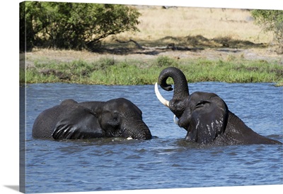 Two African elephants sparring in the River Khwai, Botswana, Africa