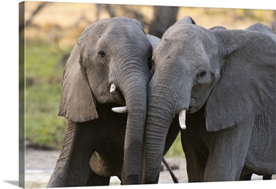 Two African elephants sparring, Khwai Concession, Okavango Delta, Botswana, Africa