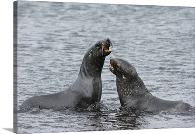 Two Antarctic fur seals fighting, Deception Island, Antarctica