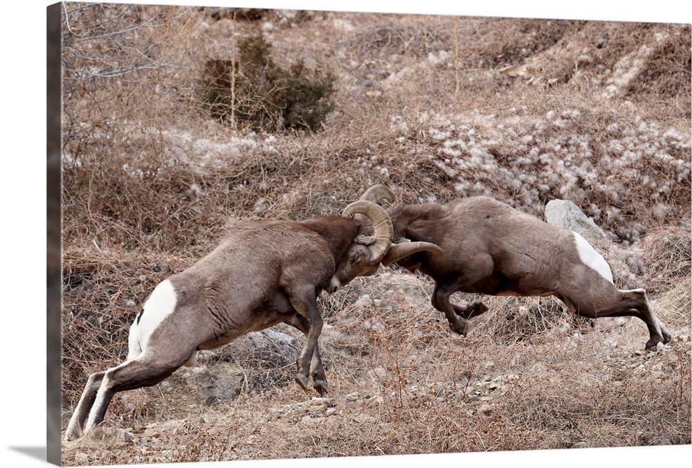 Two bighorn sheep rams head butting, Clear Creek County, Colorado