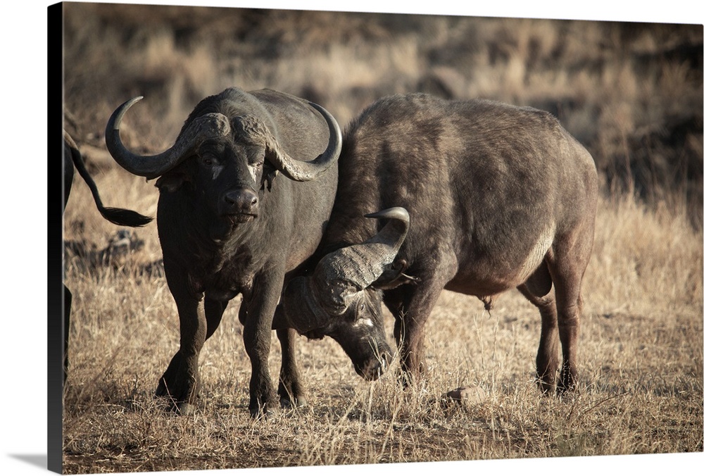 Two buffalos in Kruger Park, South Africa, Africa