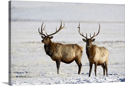 Two bull elk in the snow, National Elk Refuge, Jackson, Wyoming