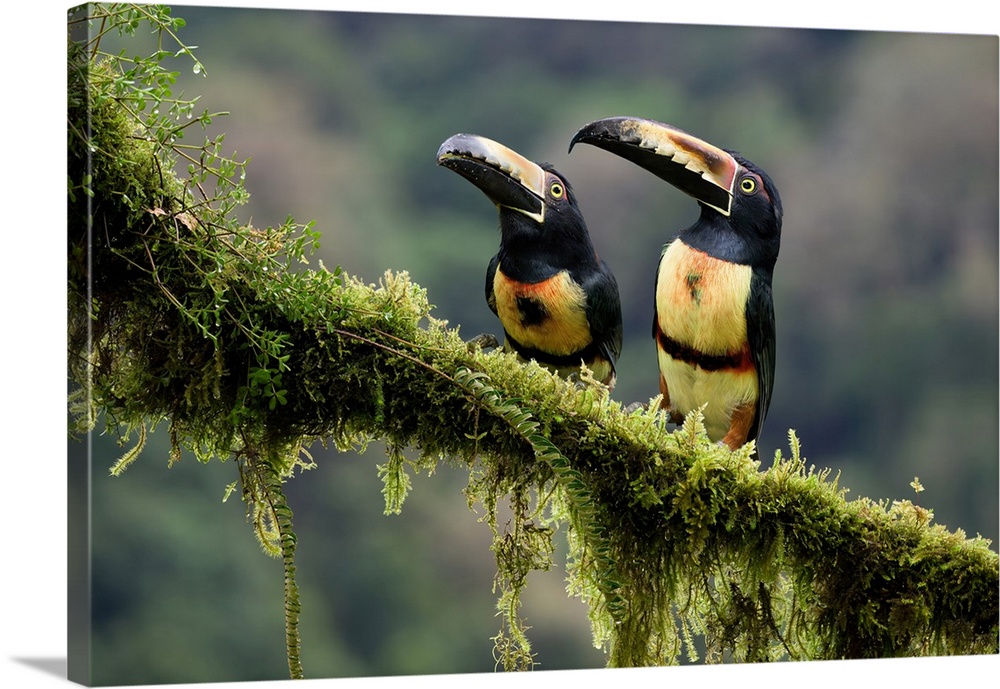 Two Collared Aracari (Pteroglossus Torquatus) Sitting On A Mossy Branch, Costa Rica