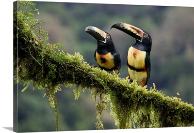 Two Collared Aracari (Pteroglossus Torquatus) Sitting On A Mossy Branch, Costa Rica